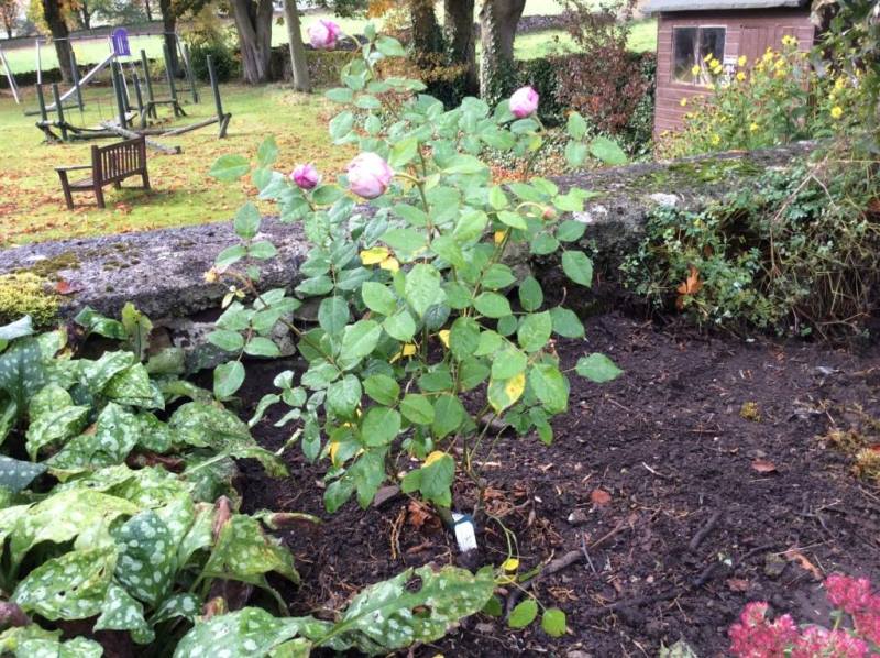 2. The Rose bush – Spirit of Freedom 2. The Rose bush – Spirit of Freedom